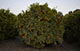 Mandarin tree